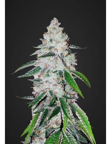 FASTBUDS - West Coast OG Auto - 1