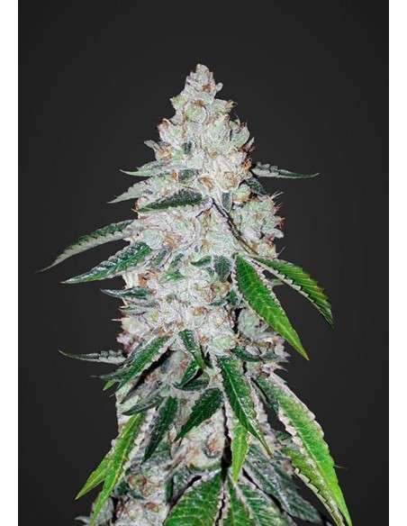 FASTBUDS - West Coast OG Auto - 1