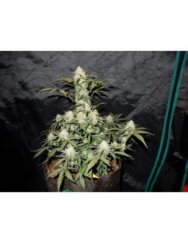 FASTBUDS - West Coast OG Auto - 2