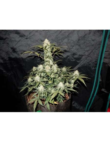 FASTBUDS - West Coast OG Auto - 2