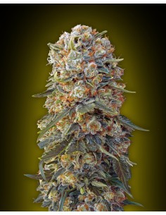 00 SEEDS BANK - Sweet Critical - 1