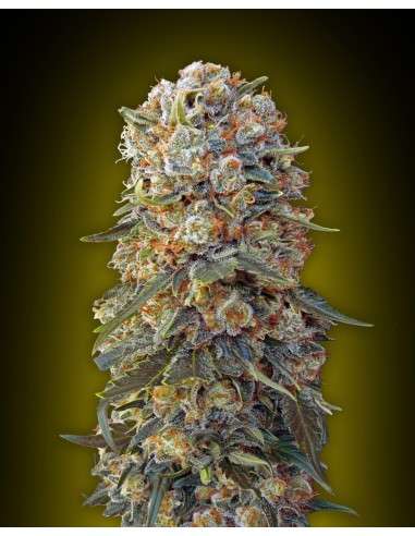 00 SEEDS BANK - Sweet Critical - 1