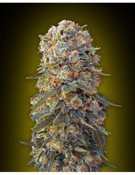 00 SEEDS BANK - Sweet Critical - 1