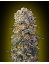 00 SEEDS BANK - Sweet Critical - 1