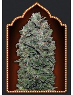 00 SEEDS BANK - Sweet Soma - 1