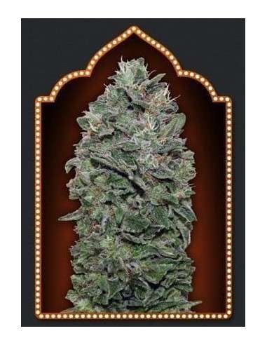 00 SEEDS BANK - Sweet Soma - 1