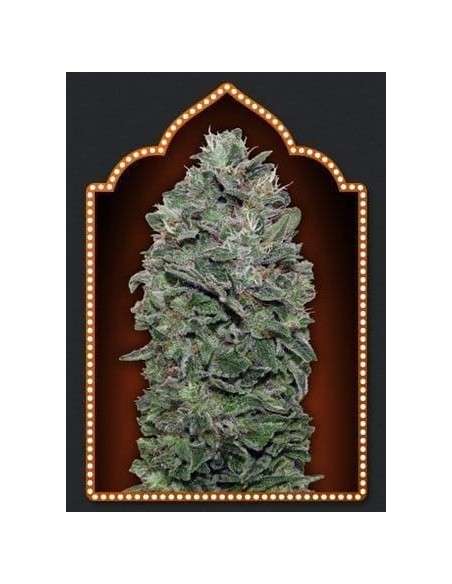 00 SEEDS BANK - Sweet Soma - 1