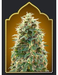 00 SEEDS BANK - Auto 00 Cheese (Hashchis) - 1