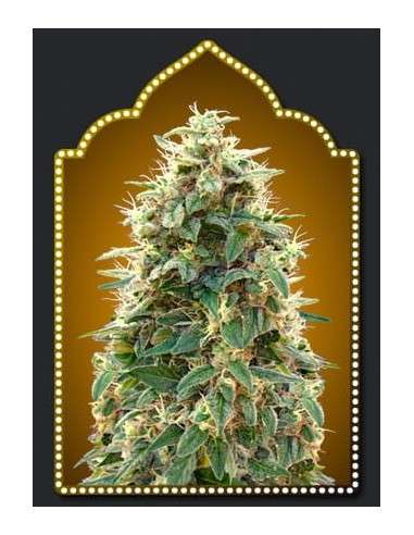 00 SEEDS BANK - Auto 00 Cheese (Hashchis) - 1