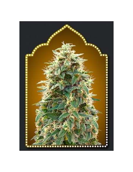 00 SEEDS BANK - Auto 00 Cheese (Hashchis) - 1