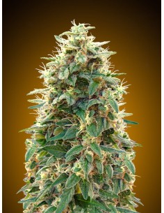 00 SEEDS BANK - Auto 00 Cheese (Hashchis) - 1 2