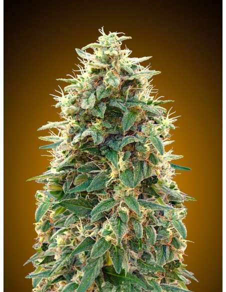 00 SEEDS BANK - Auto 00 Cheese (Hashchis) - 2