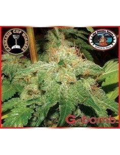 BIG BUDDHA SEEDS - G-Bomb - 1