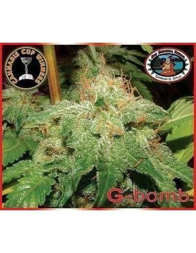 BIG BUDDHA SEEDS - G-Bomb - 1