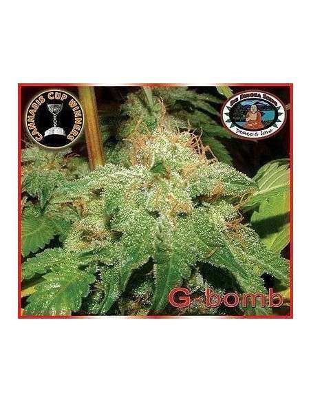 BIG BUDDHA SEEDS - G-Bomb - 1