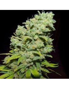 BIOHAZARD SEEDS - Psicotropic - 1