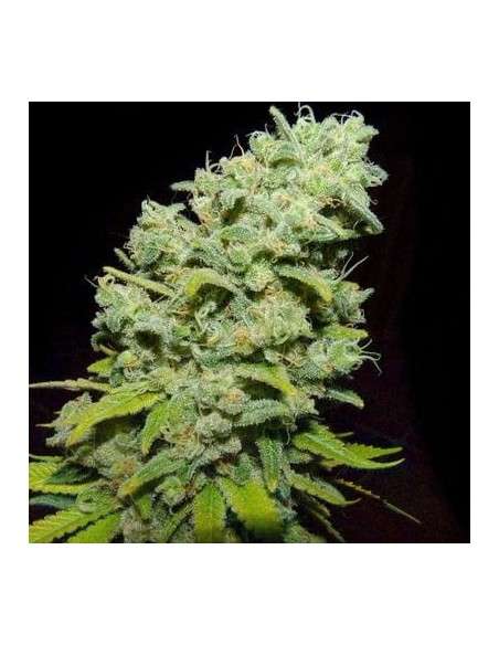 BIOHAZARD SEEDS - Psicotropic - 1