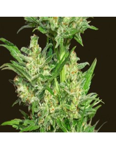 BIOHAZARD SEEDS - Auto Chingon - 1