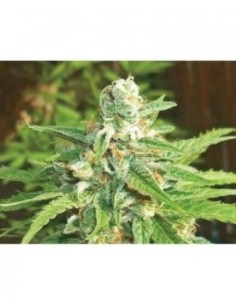 BIOHAZARD SEEDS - Auto Kratos - 1