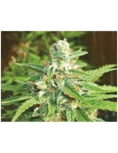 BIOHAZARD SEEDS - Auto Kratos - 1