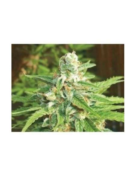 BIOHAZARD SEEDS - Auto Kratos - 1