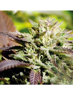 DELICIOUS SEEDS - Caramelo F1 Rapid - 1