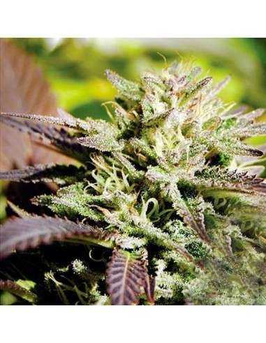 DELICIOUS SEEDS - Caramelo F1 Rapid - 1