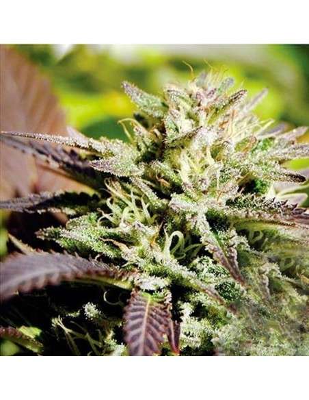 DELICIOUS SEEDS - Caramelo F1 Rapid - 1