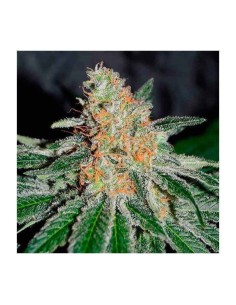 DELICIOUS SEEDS - CBD Jam - 1