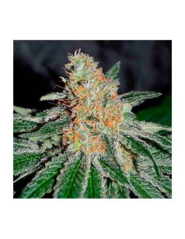 DELICIOUS SEEDS - CBD Jam - 1