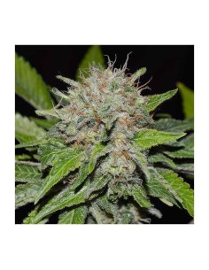 DELICIOUS SEEDS - Deep Mandarine CBD - 1