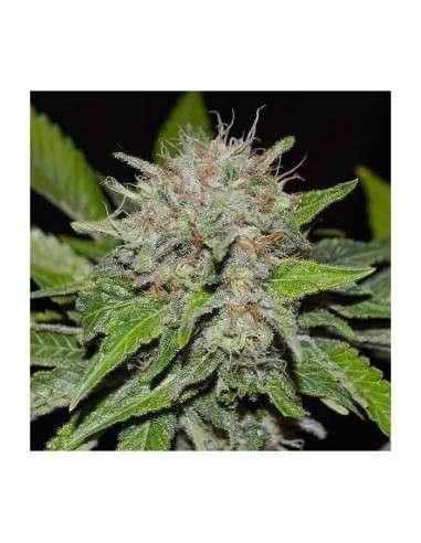 DELICIOUS SEEDS - Deep Mandarine CBD - 1