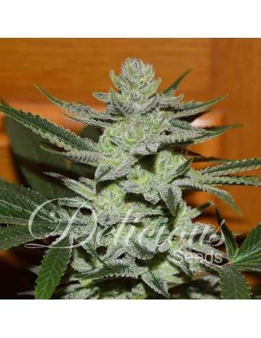 DELICIOUS SEEDS - Desconocida Kush - 1