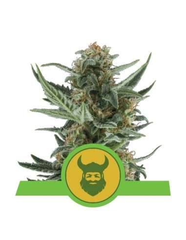 ROYAL QUEEN SEEDS - Royal Dwarf Automatic - 1