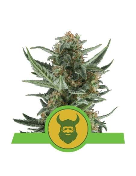 ROYAL QUEEN SEEDS - Royal Dwarf Automatic - 1