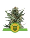 ROYAL QUEEN SEEDS - Royal Dwarf Automatic - 1