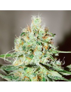 DELICIOUS SEEDS - Jägg Kush - 1