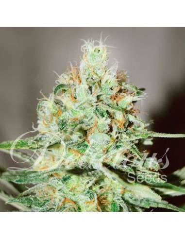 DELICIOUS SEEDS - Jägg Kush - 1