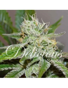 DELICIOUS SEEDS - Original Juan Herer - 1