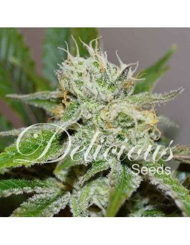 DELICIOUS SEEDS - Original Juan Herer - 1