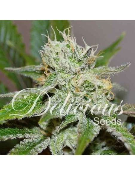 DELICIOUS SEEDS - Original Juan Herer - 1