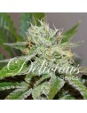 DELICIOUS SEEDS - Original Juan Herer - 1
