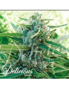 DELICIOUS SEEDS - Sugar Black Rose F1 Fast Version - 1