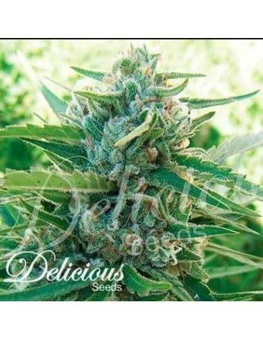 DELICIOUS SEEDS - Sugar Black Rose F1 Fast Version - 1