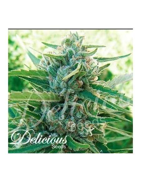 DELICIOUS SEEDS - Sugar Black Rose F1 Fast Version - 1