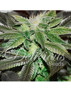 DELICIOUS SEEDS - Sugar Candy - 1
