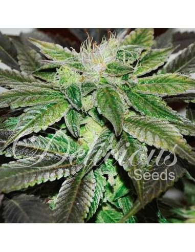 DELICIOUS SEEDS - Sugar Candy - 1