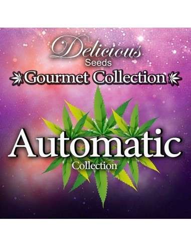 DELICIOUS SEEDS - Gourmet Collection Automatic 1 - 1