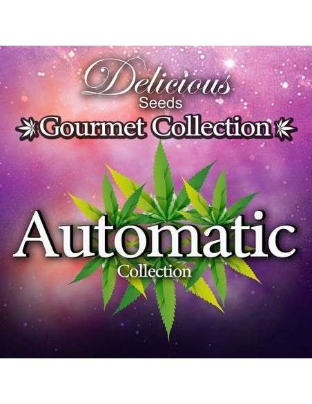 DELICIOUS SEEDS - Gourmet Collection Automatic 2 - 1