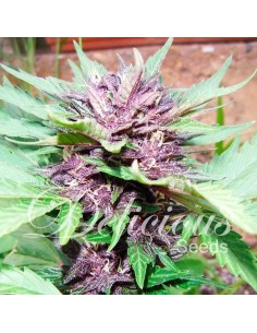 DELICIOUS SEEDS - Auto Dark Purple - 1